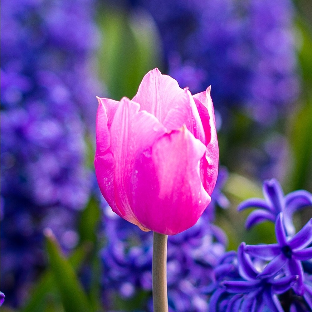 Meet your Posher, April